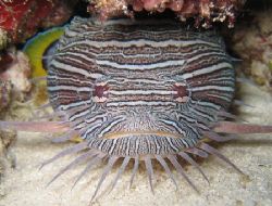 Splendid toadfish, native to Cozumel. by Eric Beckley 